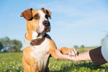 A dog holding its paw out and touching a person's hand